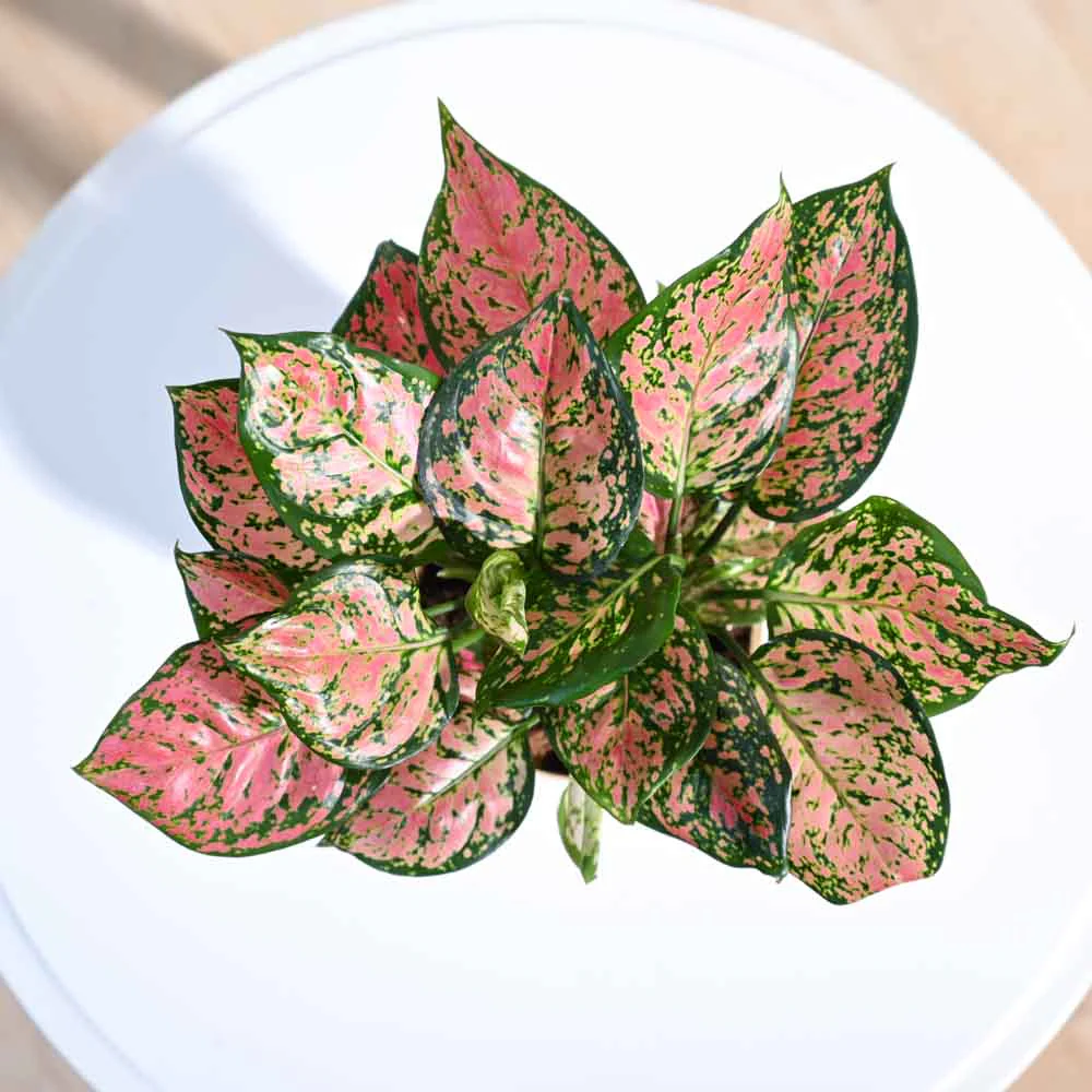 Product image 63