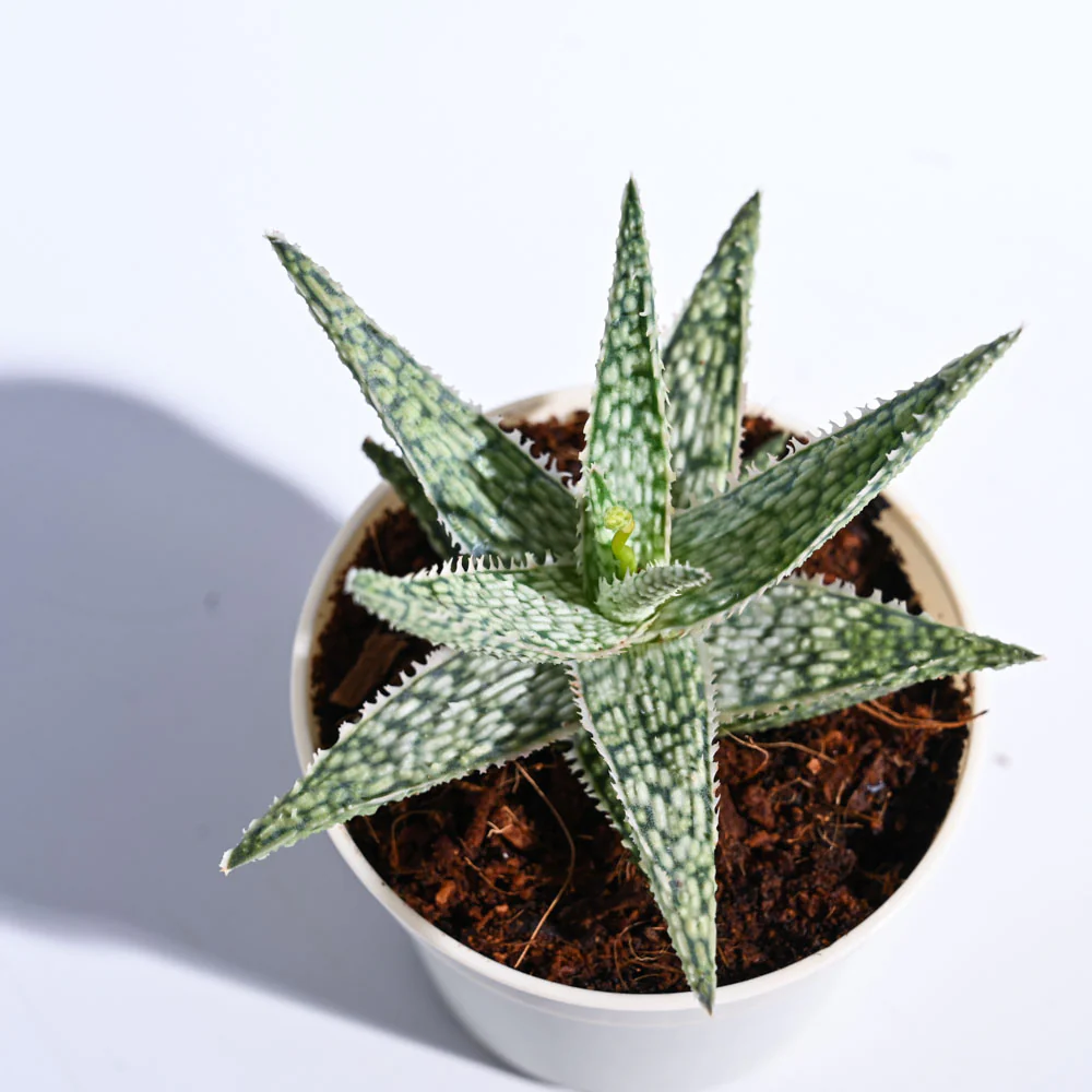 Product image 83