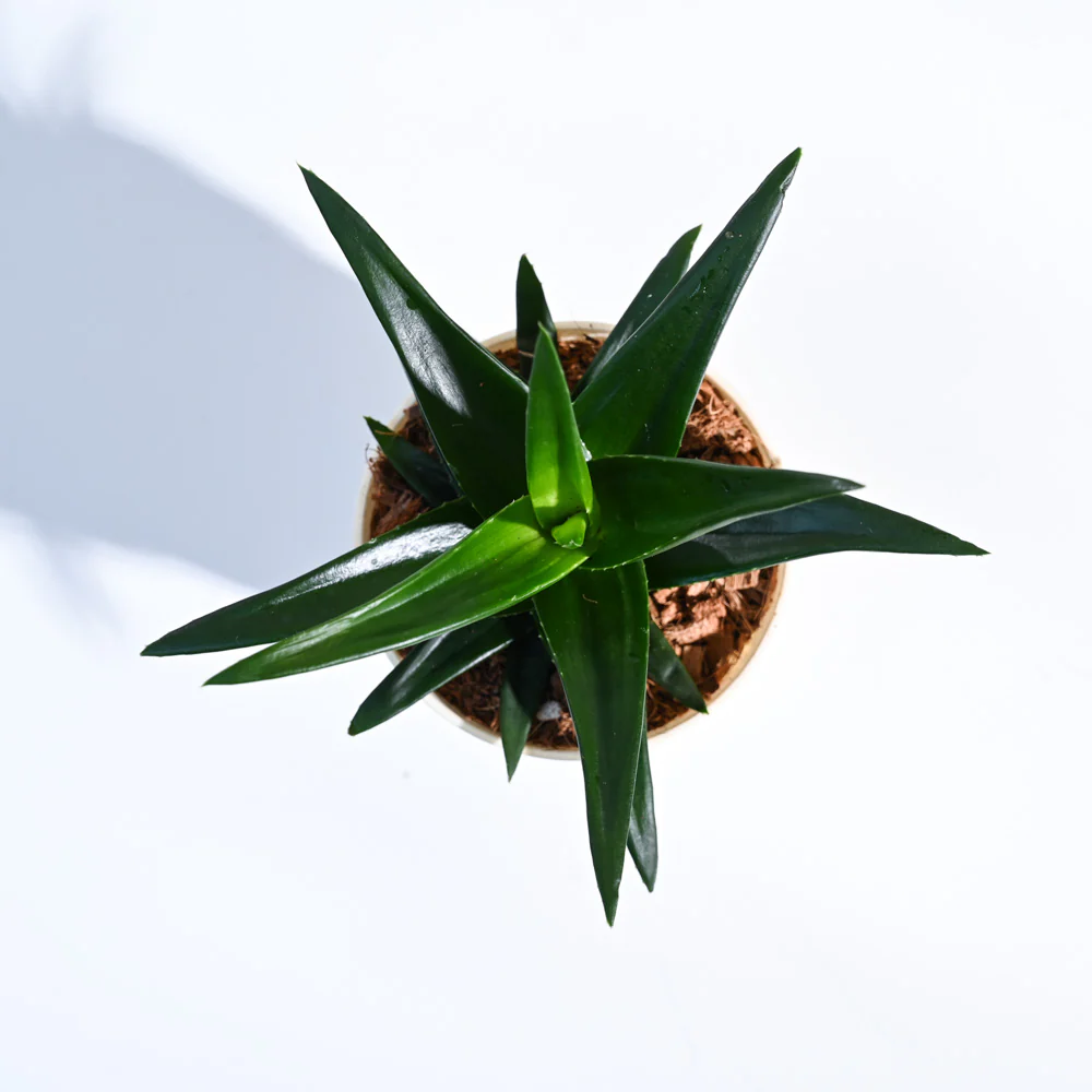 Product image 124