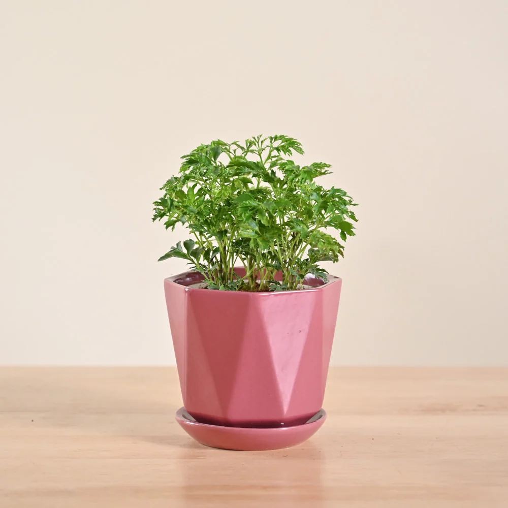 Product image 98