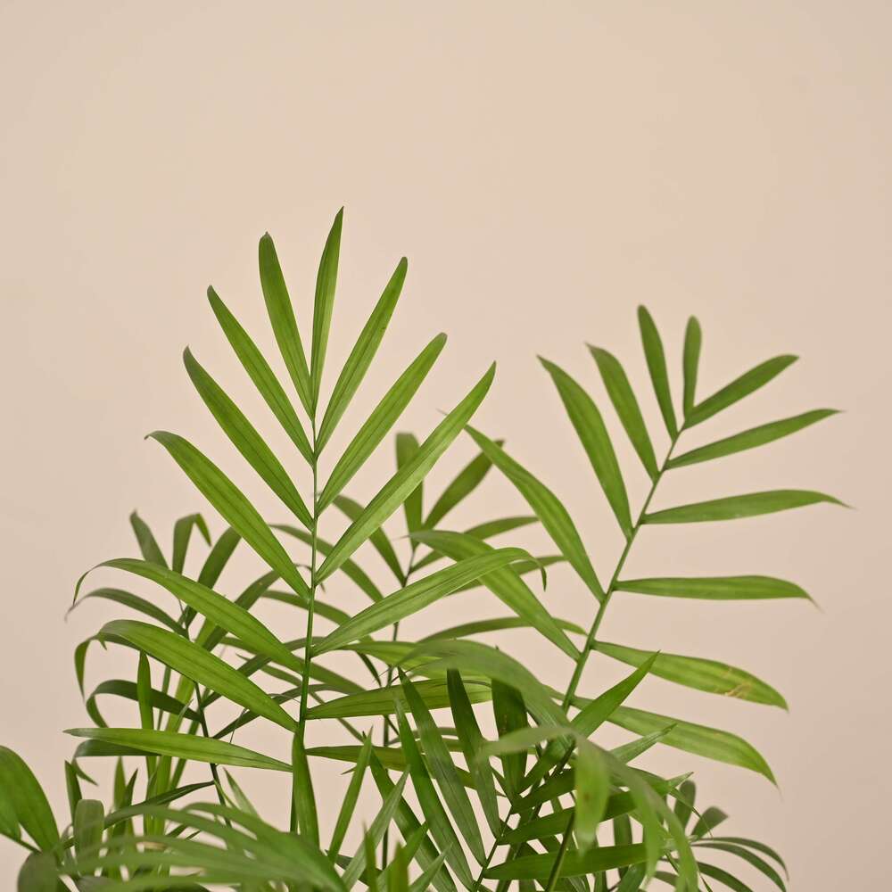 Product image 122