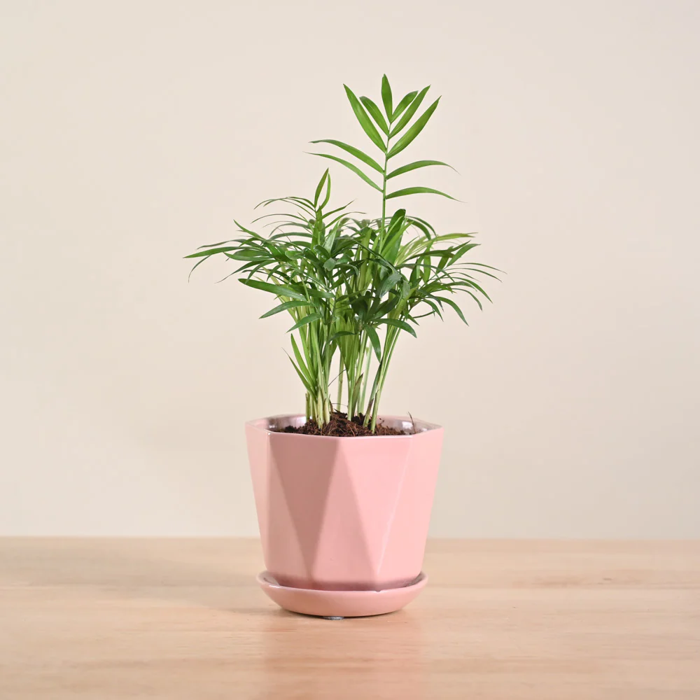 Product image 164