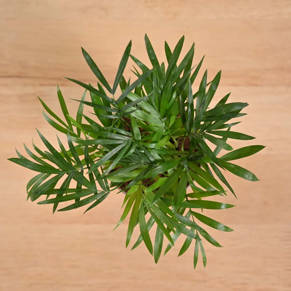 Product image 222