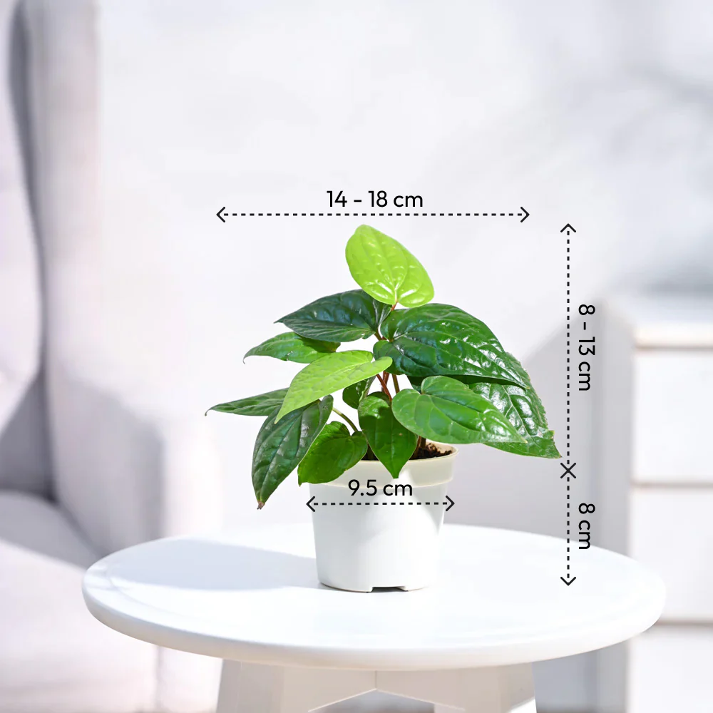 Product image 85