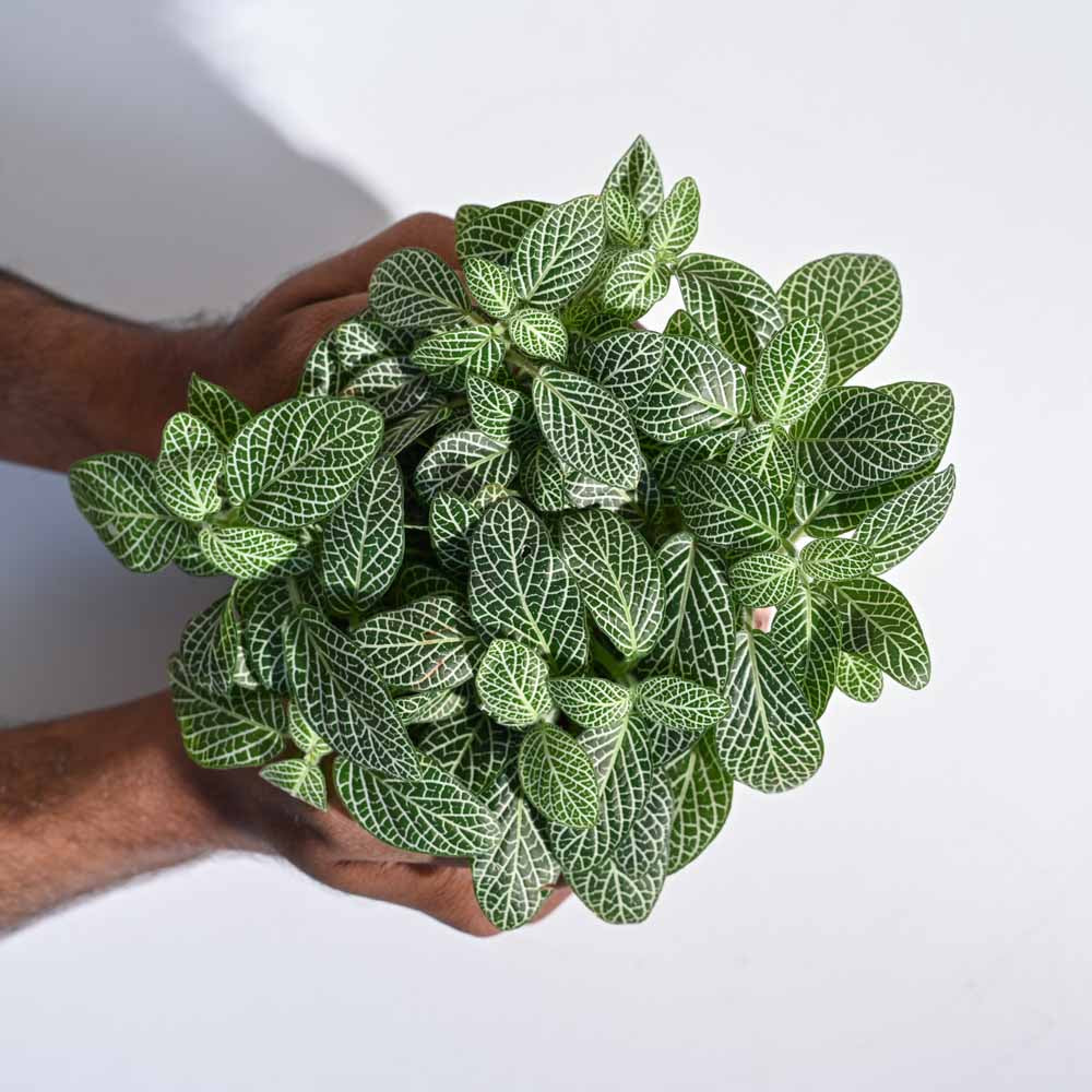 Product image 65
