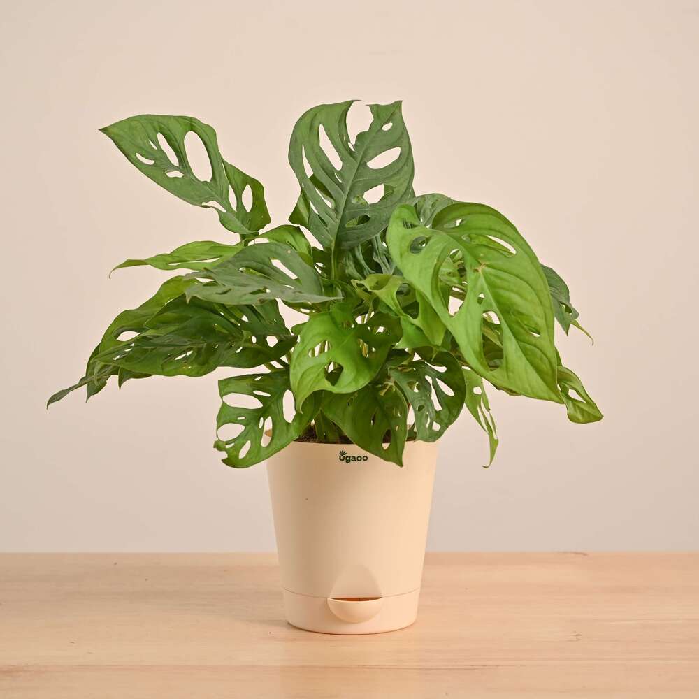 Product image 131
