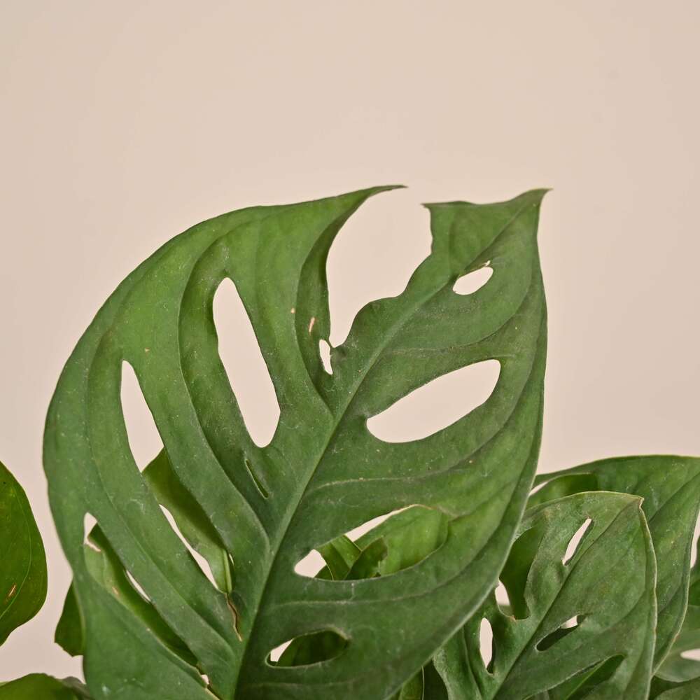 Product image 147