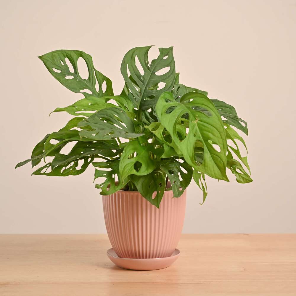 Product image 176