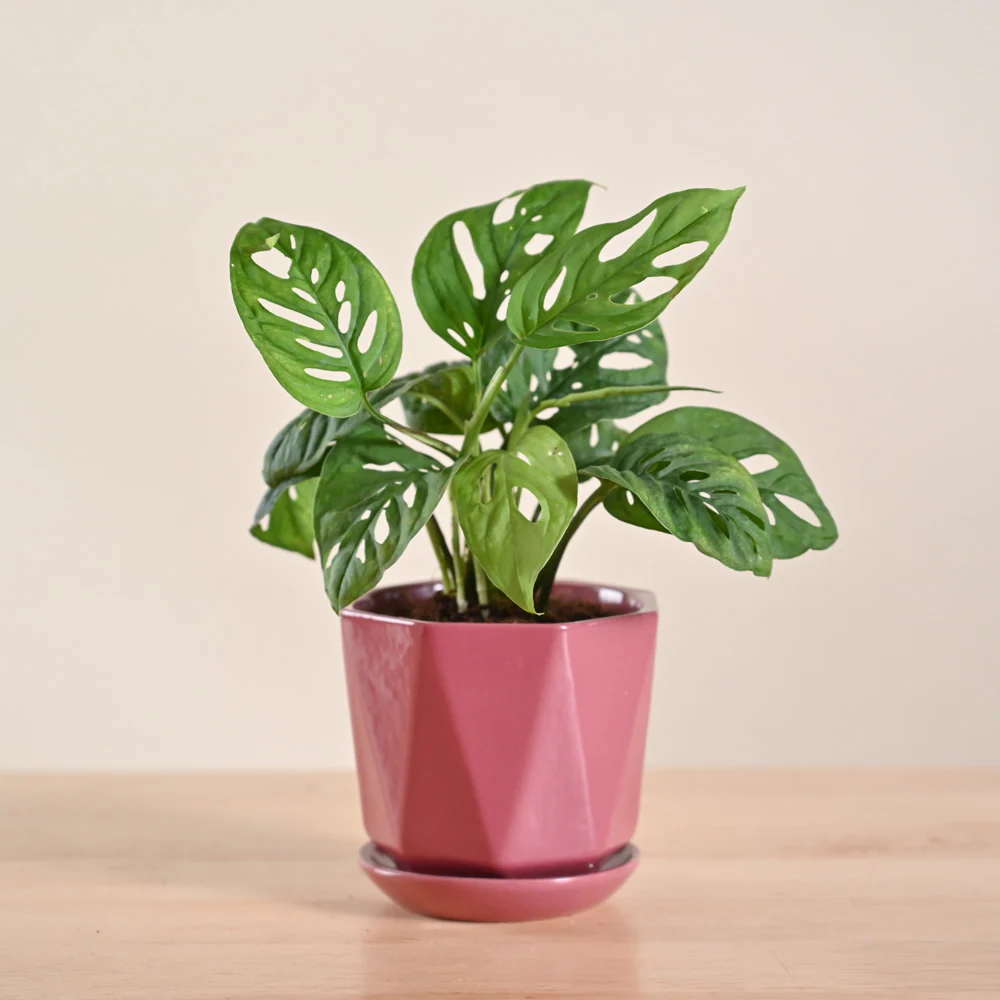 Product image 193