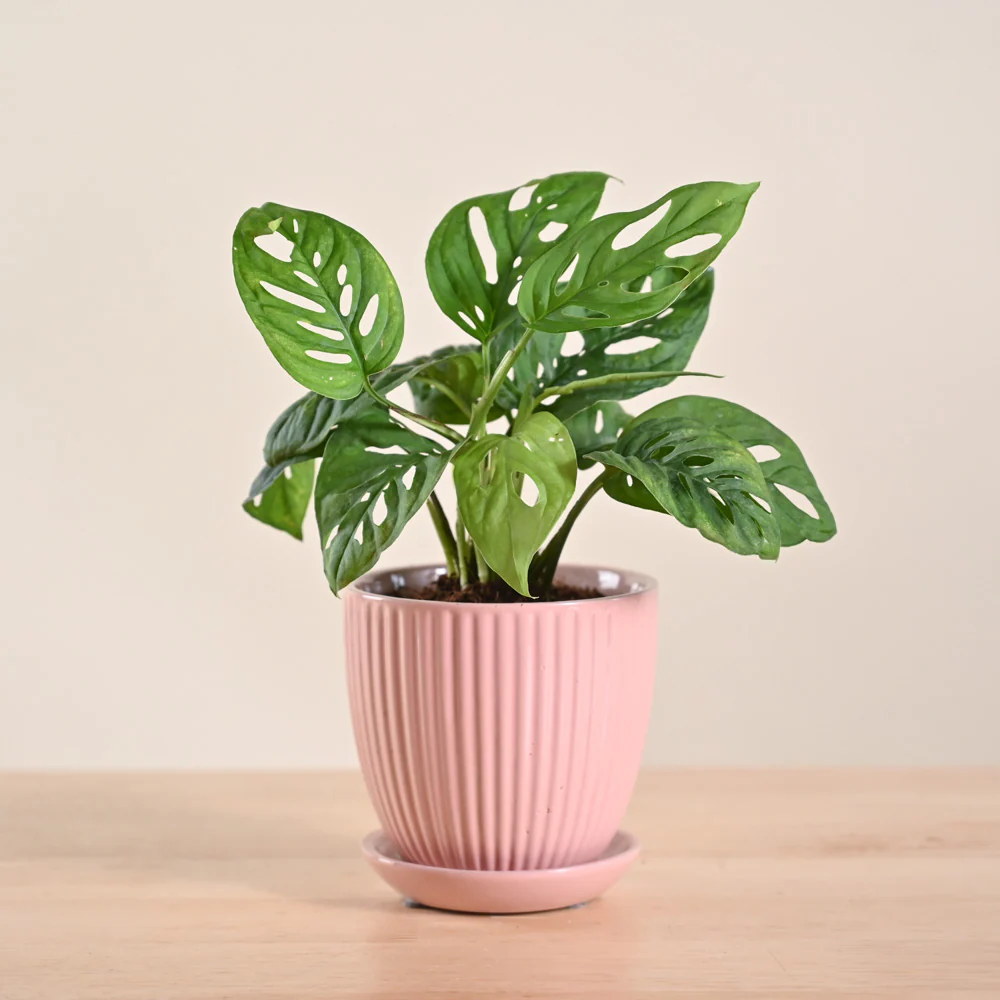 Product image 201