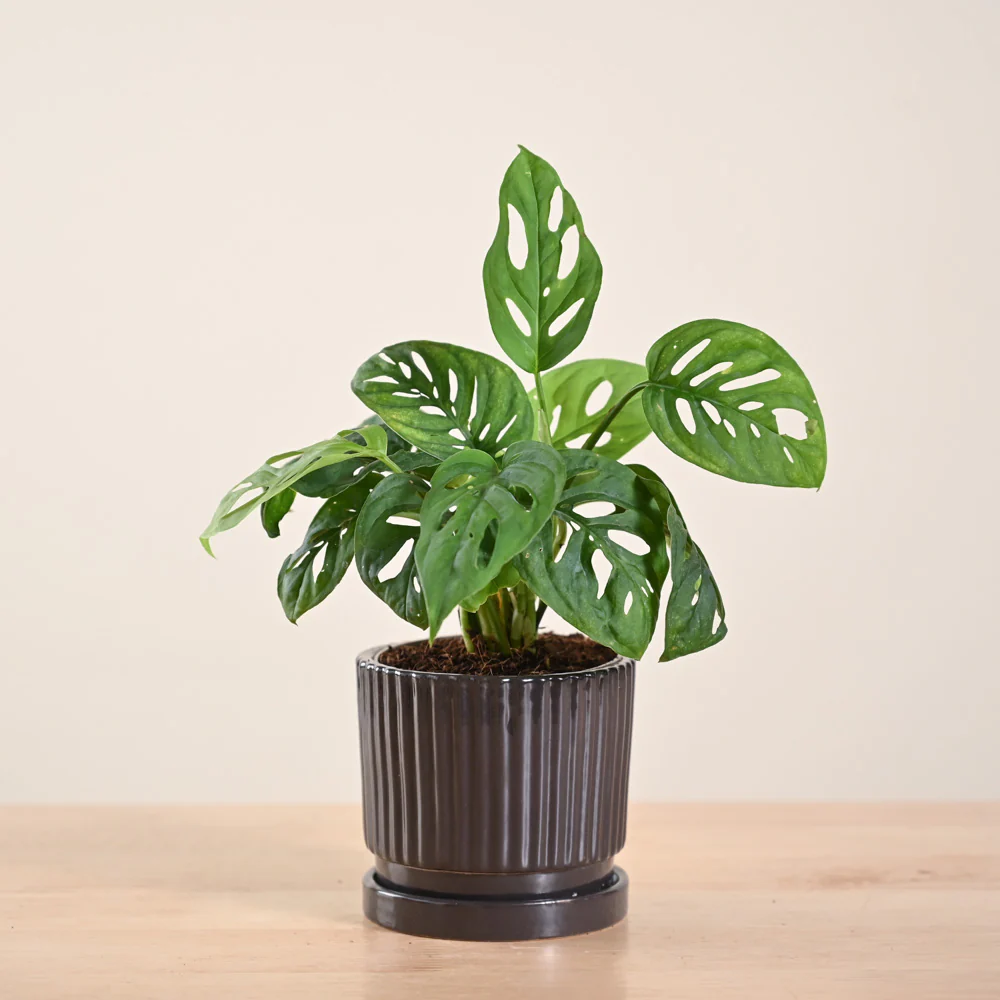 Product image 221