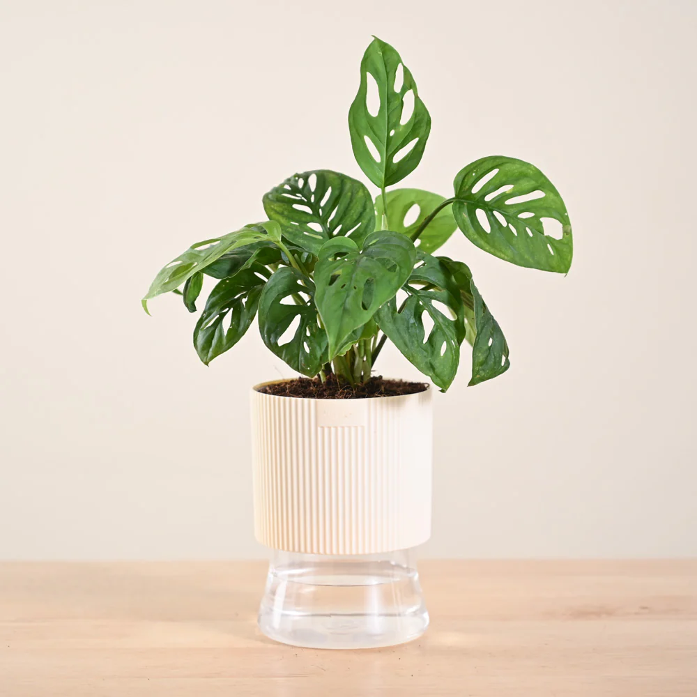 Product image 233