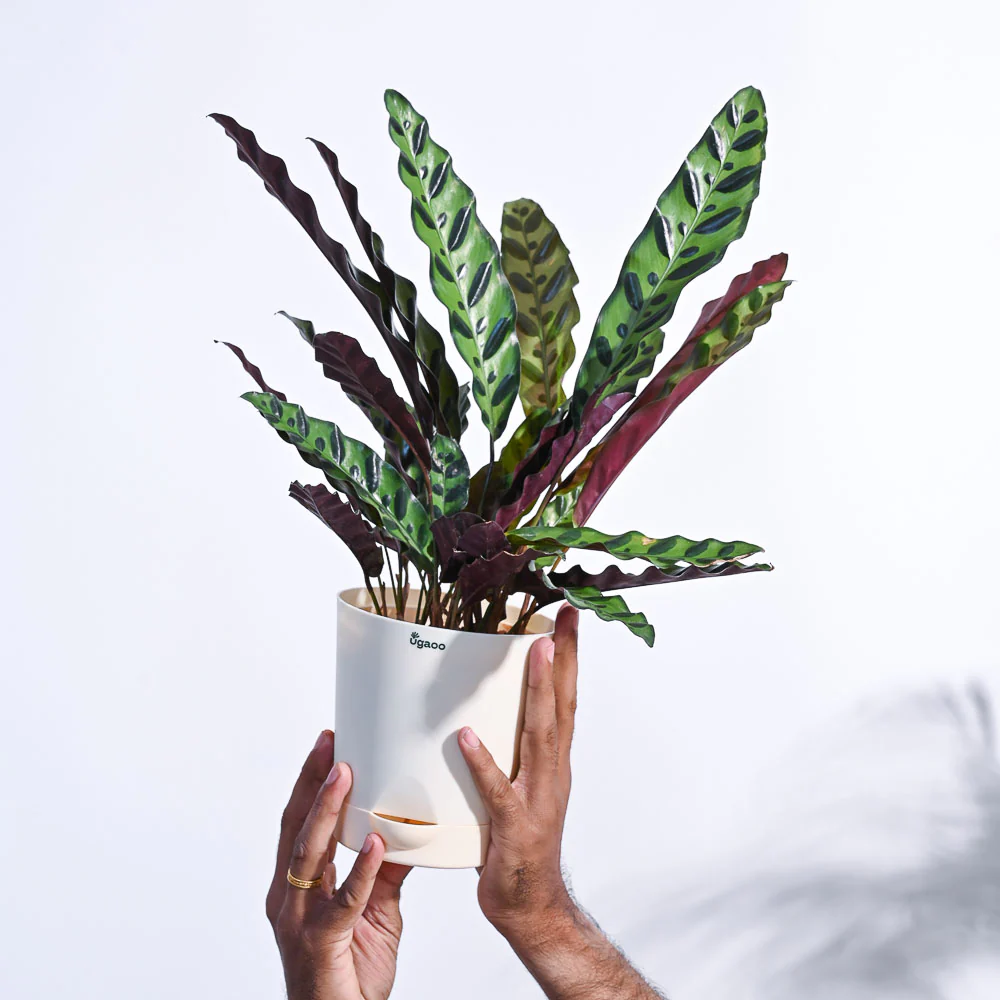 Product image 114
