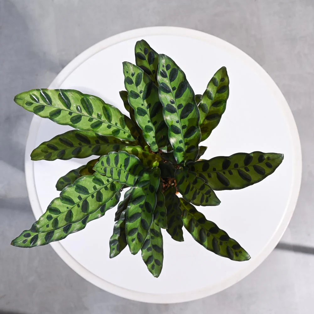 Product image 79