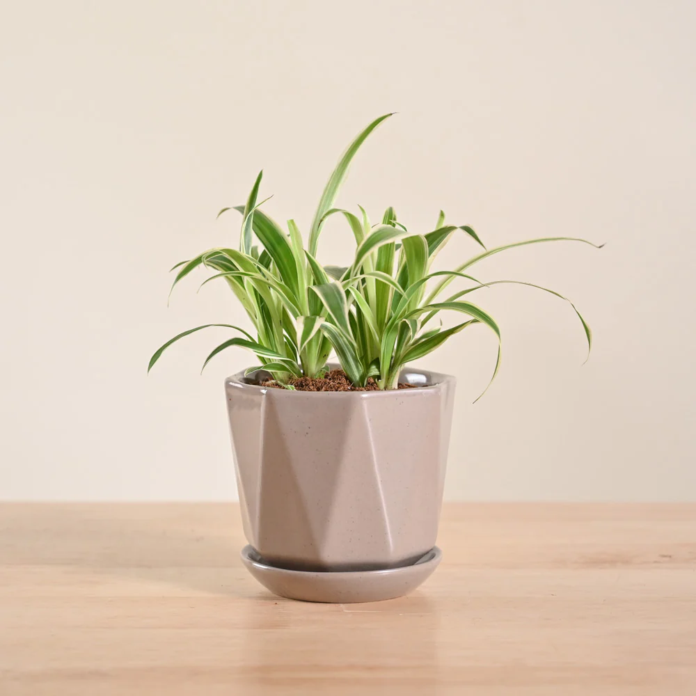 Product image 159