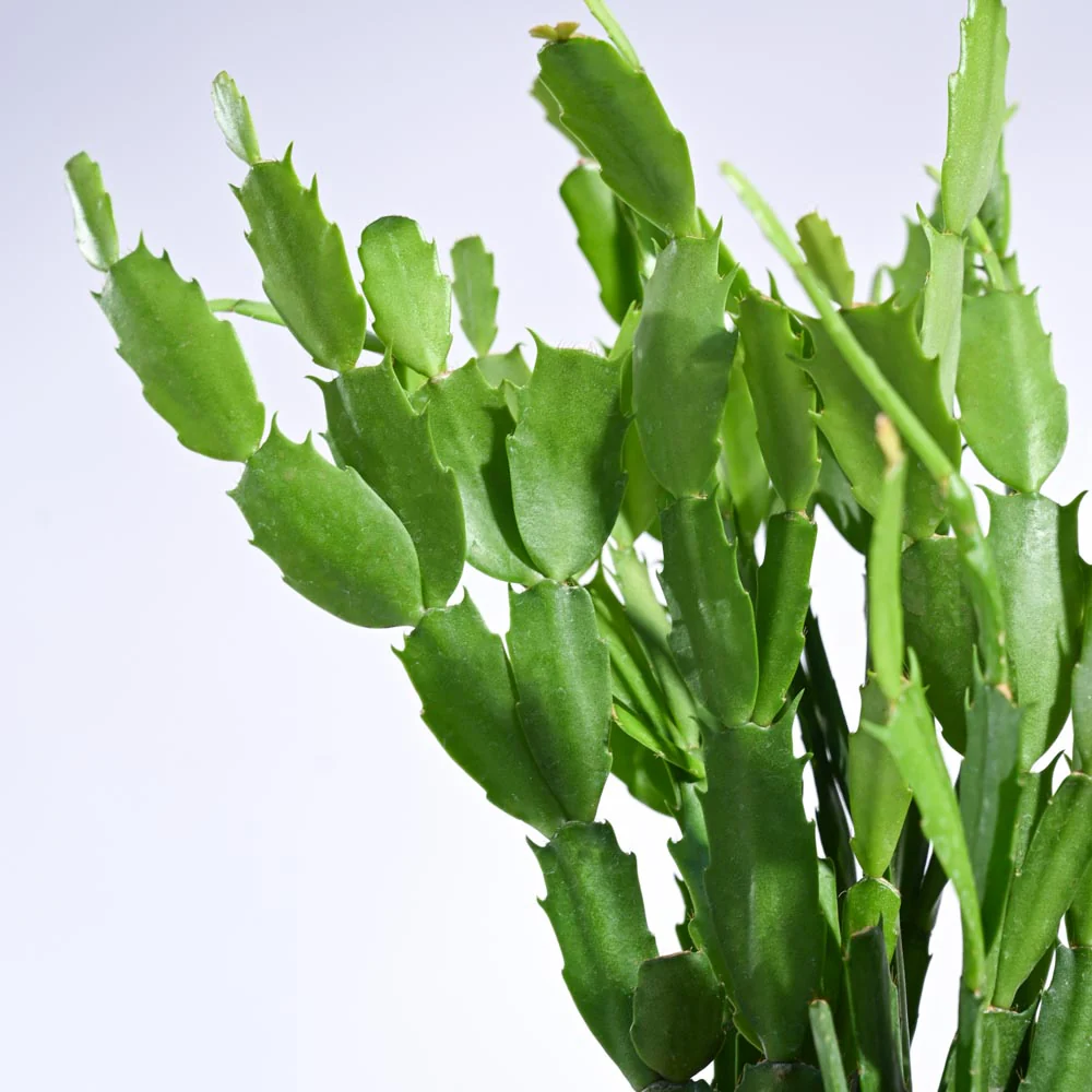 Product image 121
