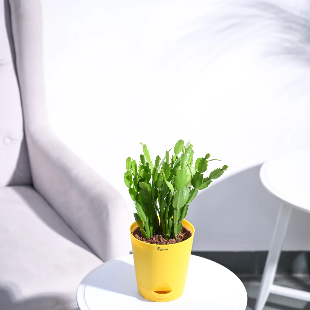Product image 123