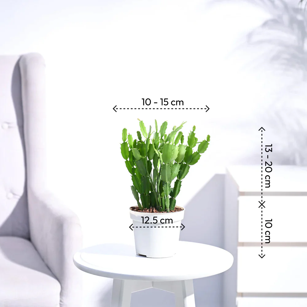 Product image 93
