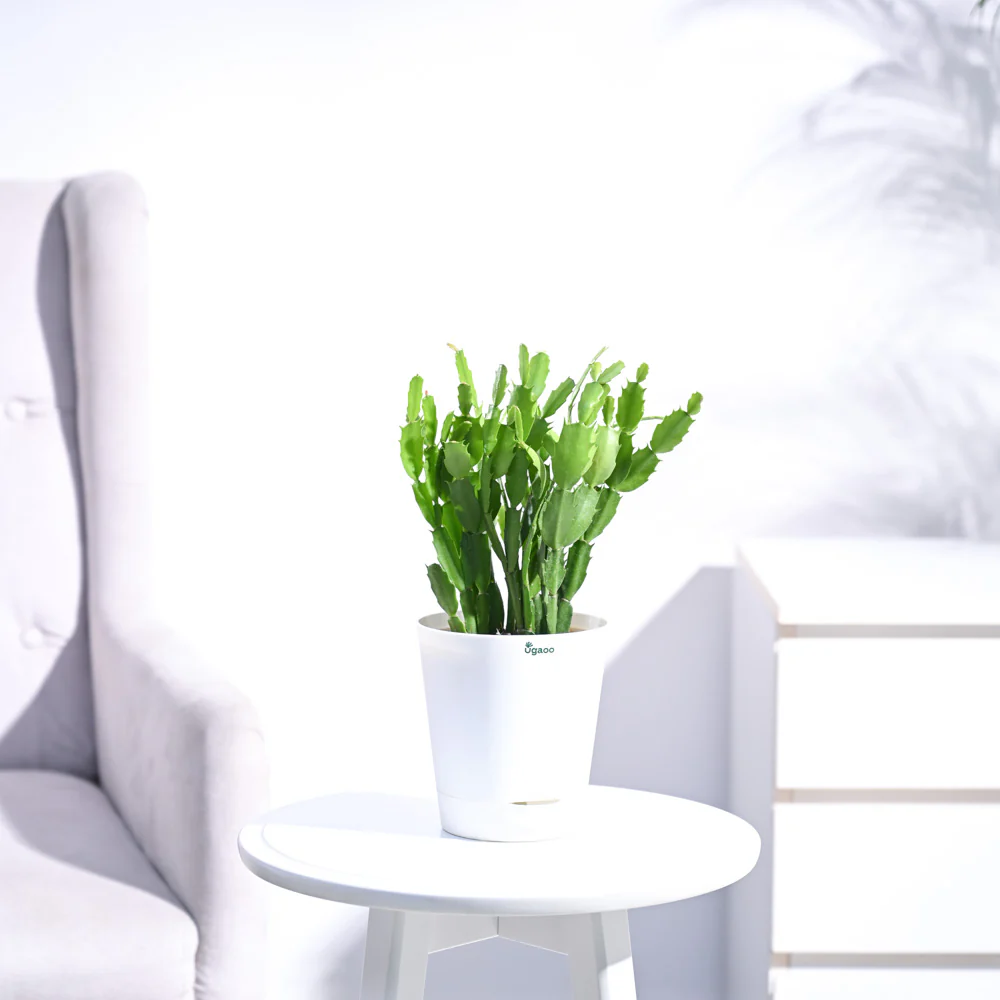 Product image 96