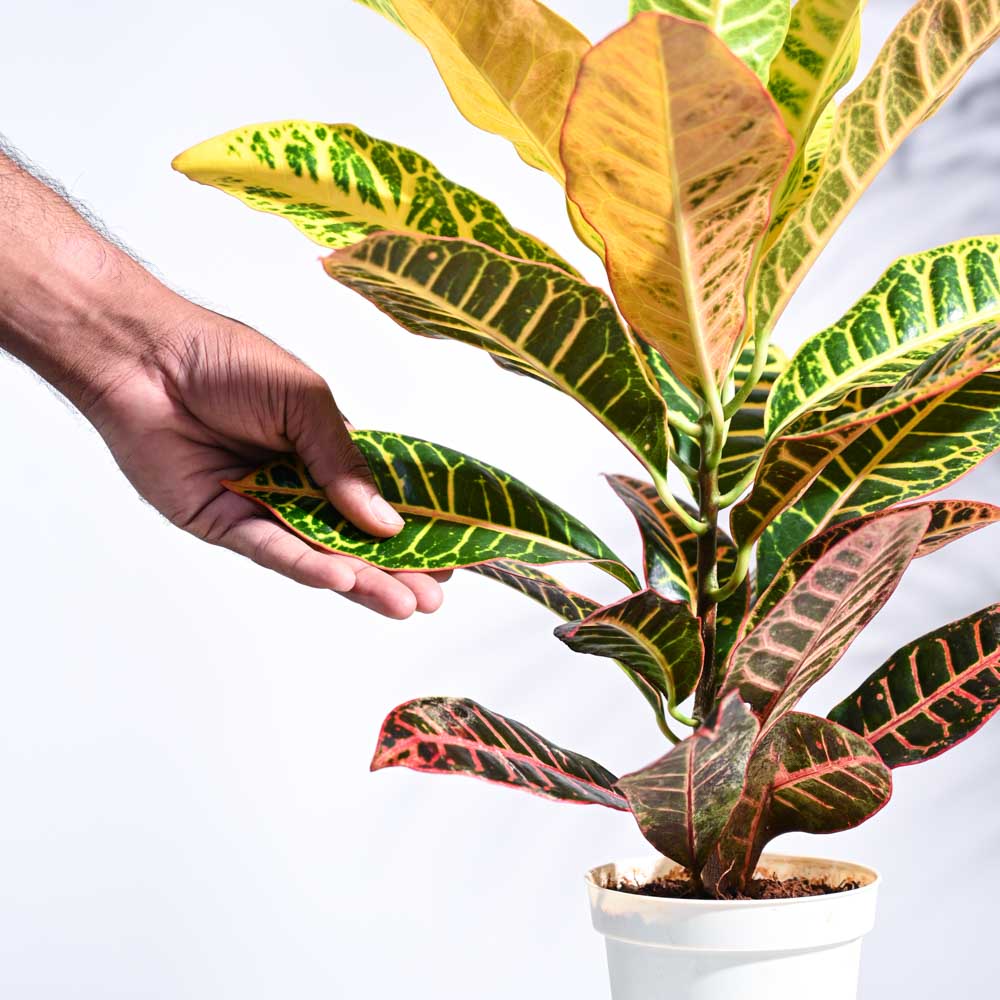 Product image 40