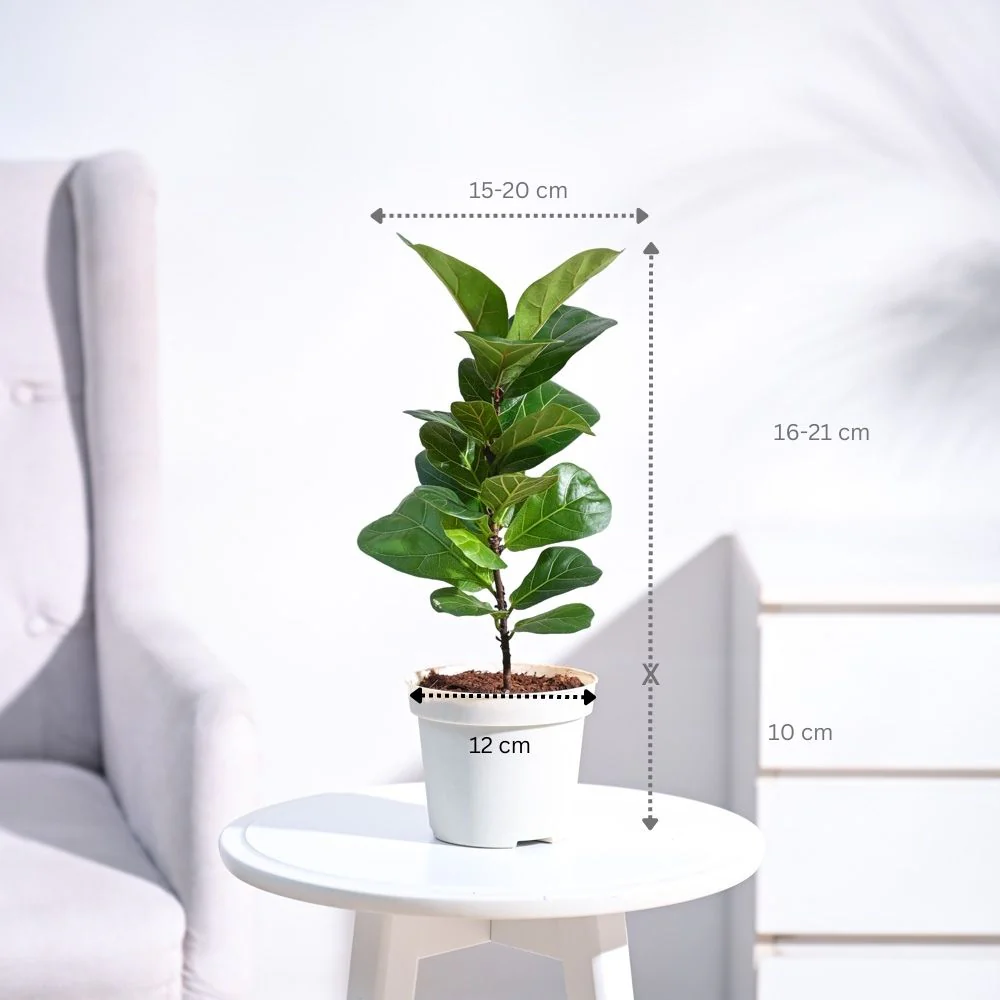 Product image 51