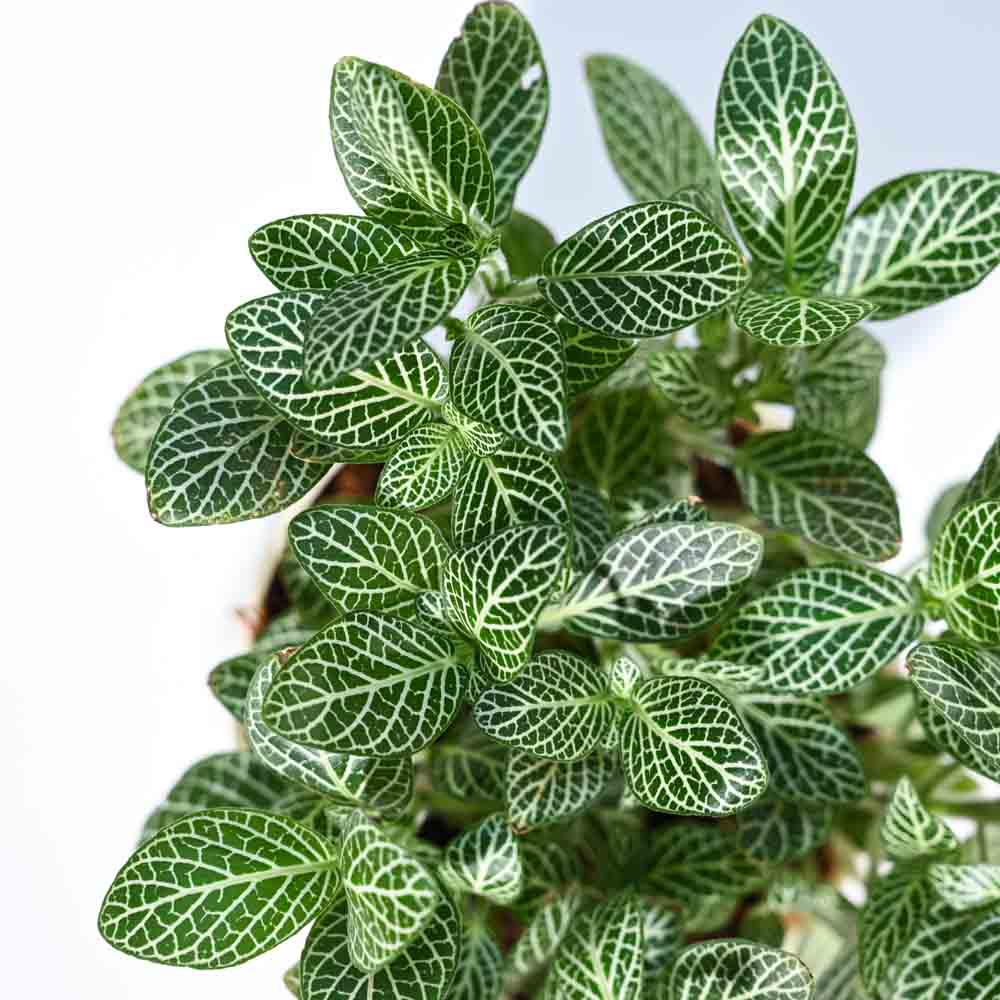 Product image 60