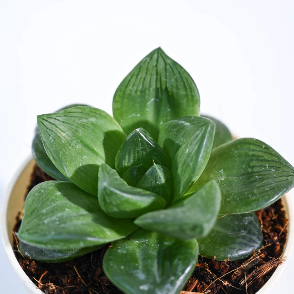 Product image 66
