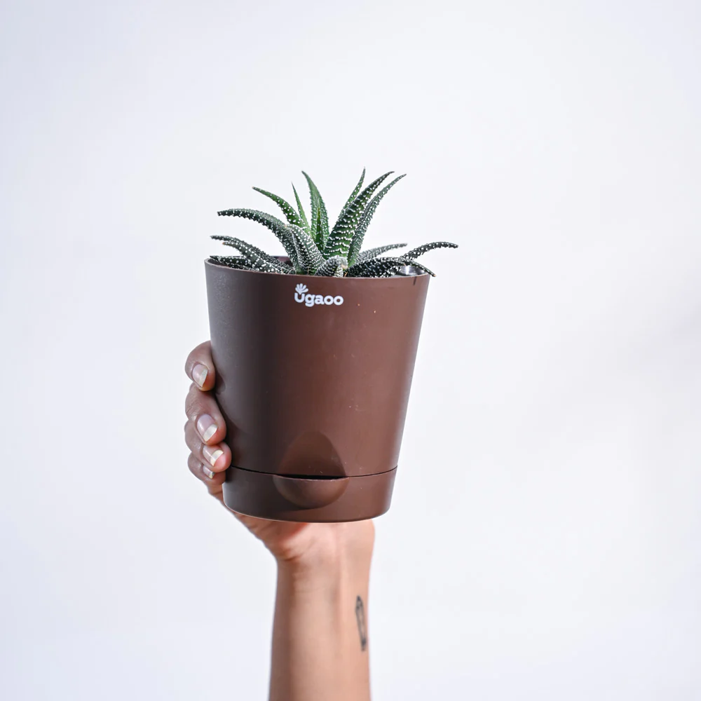 Product image 101