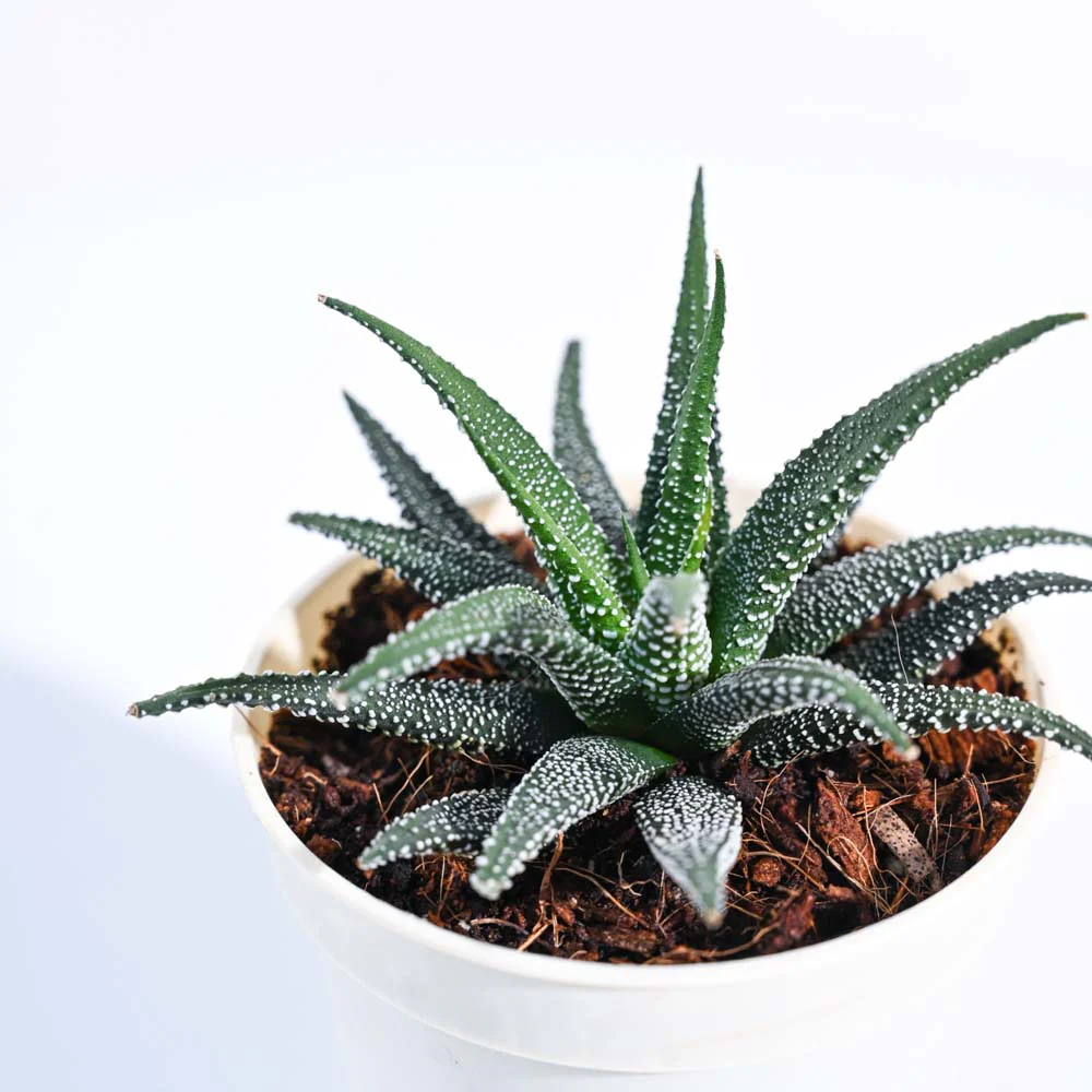 Product image 102