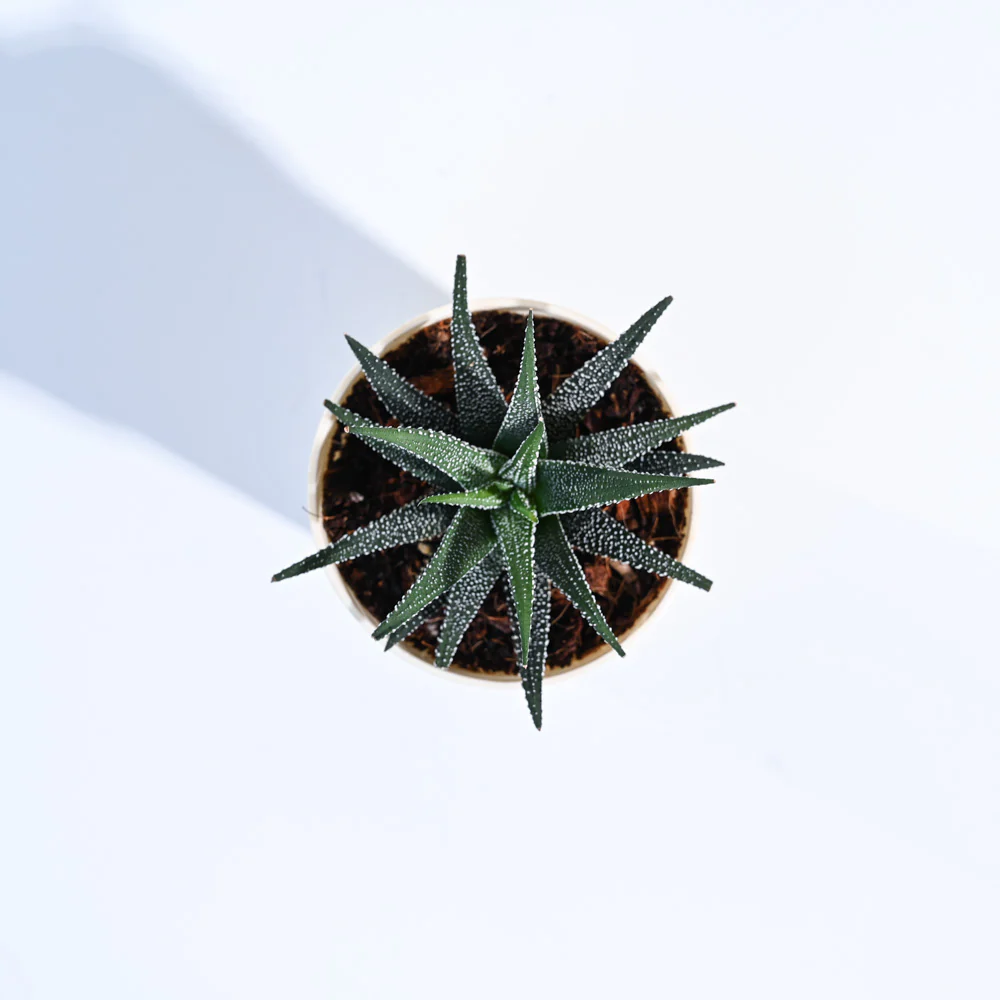 Product image 113