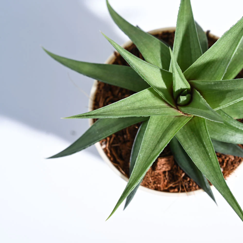 Product image 68