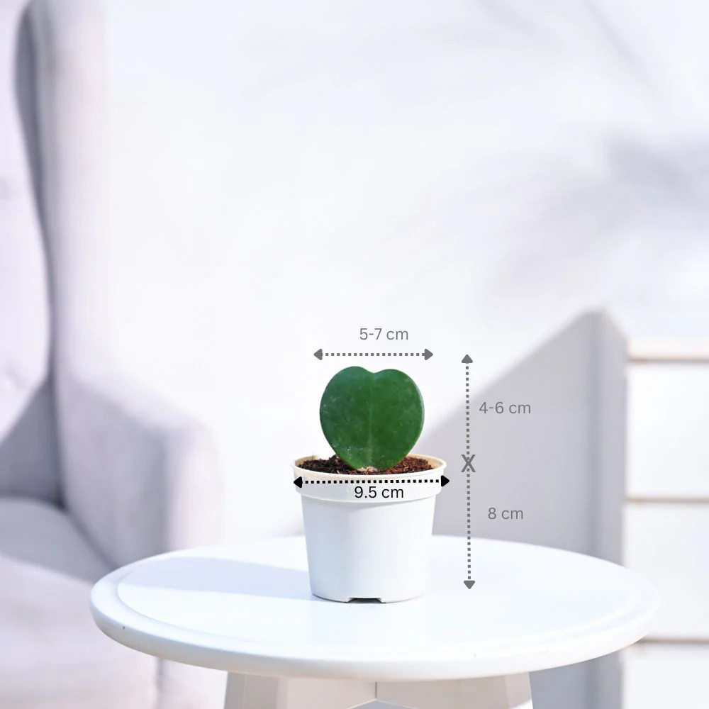 Product image 77