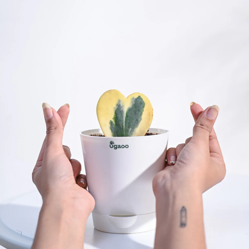 Product image 106