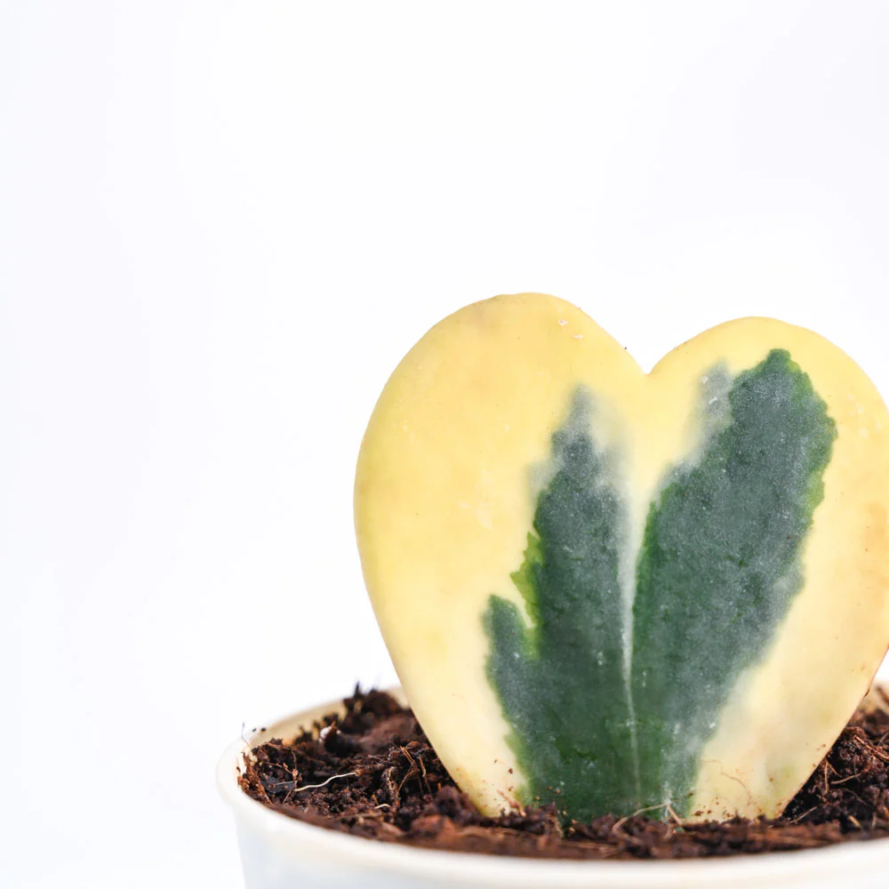 Product image 69
