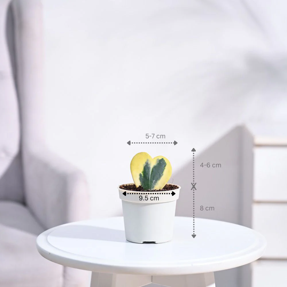 Product image 97
