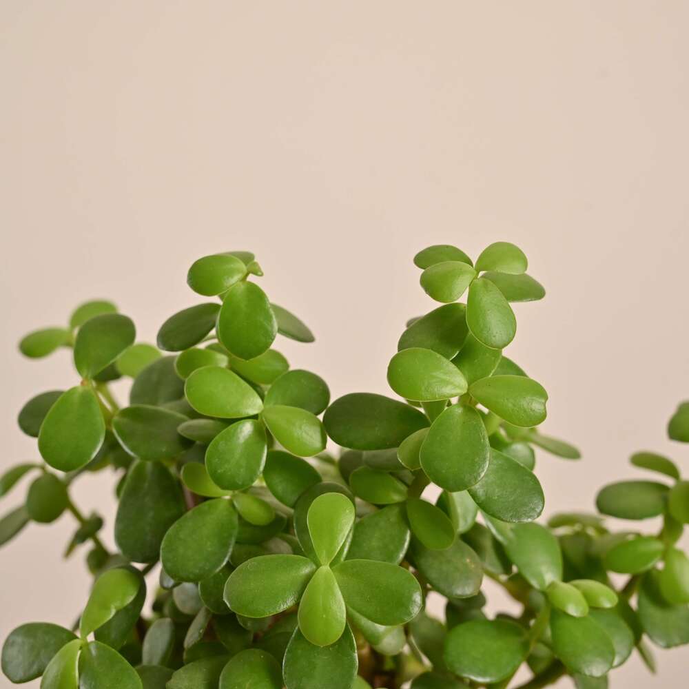 Product image 102