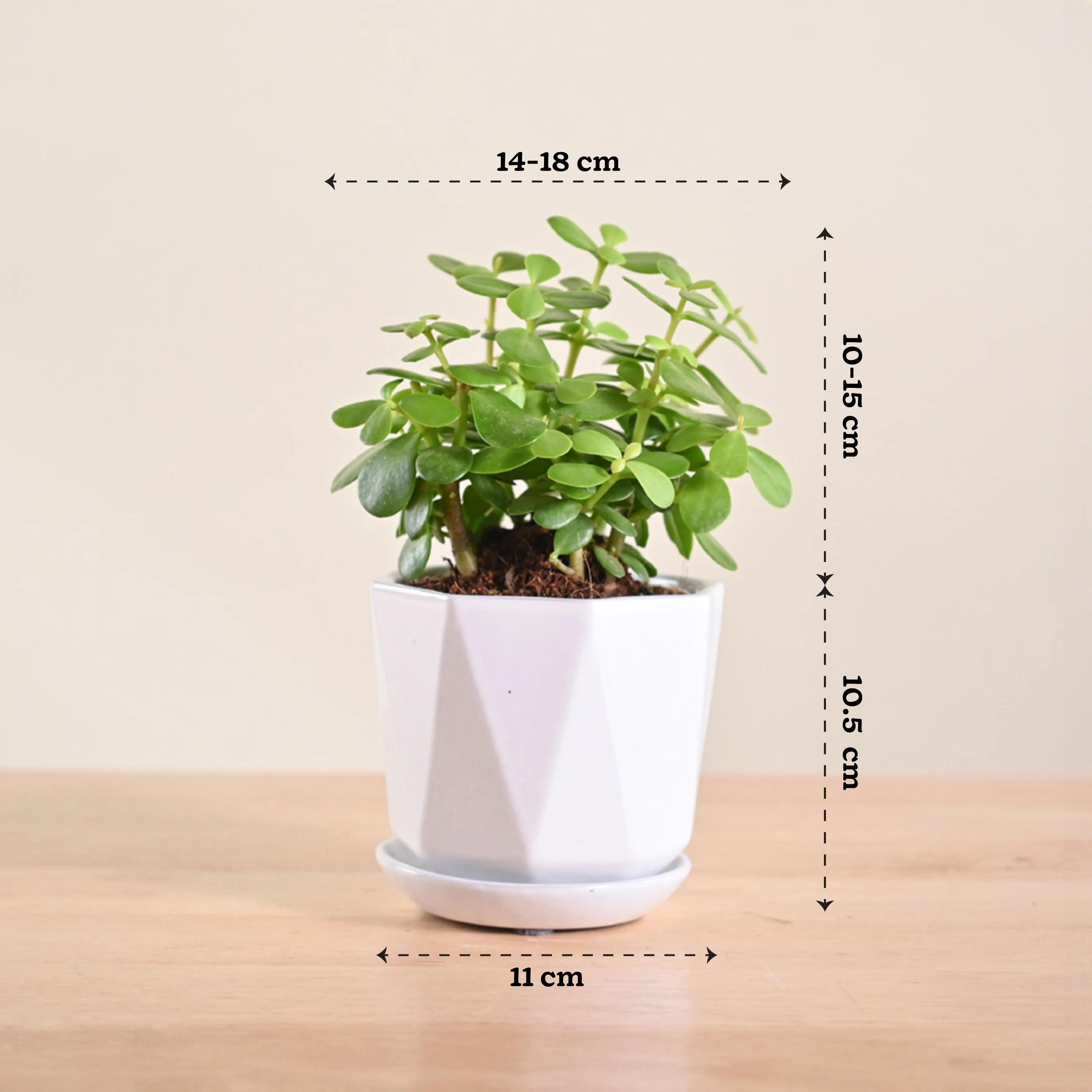 Product image 145