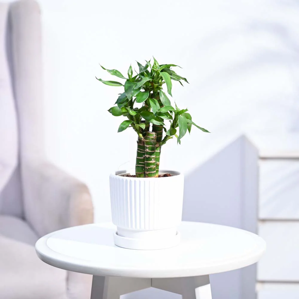 Product image 113