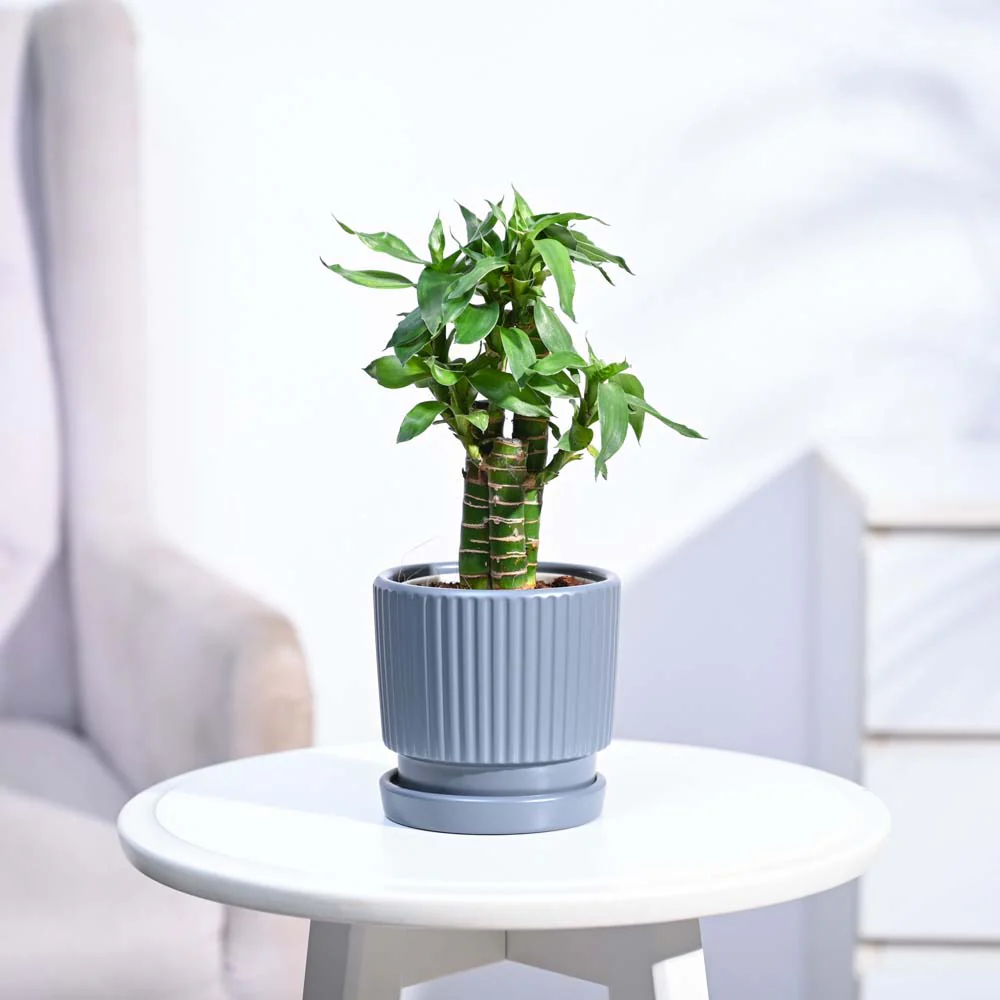 Product image 120