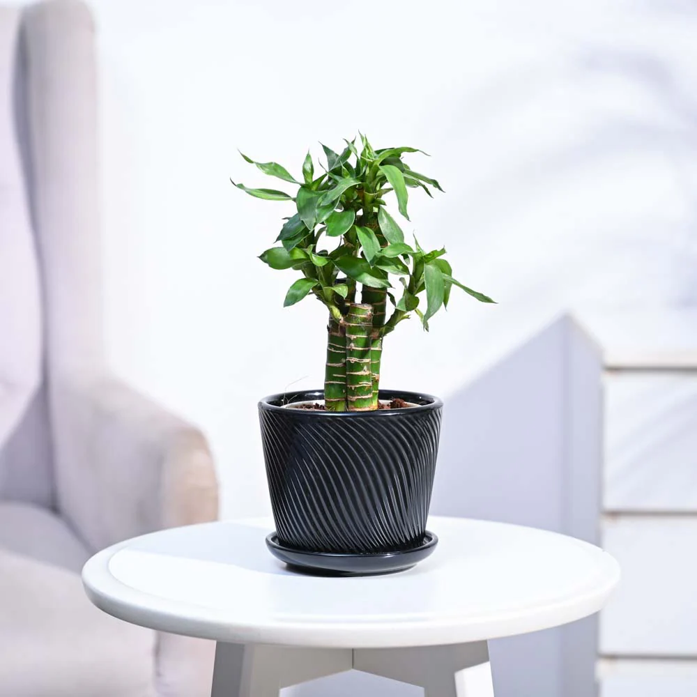 Product image 162