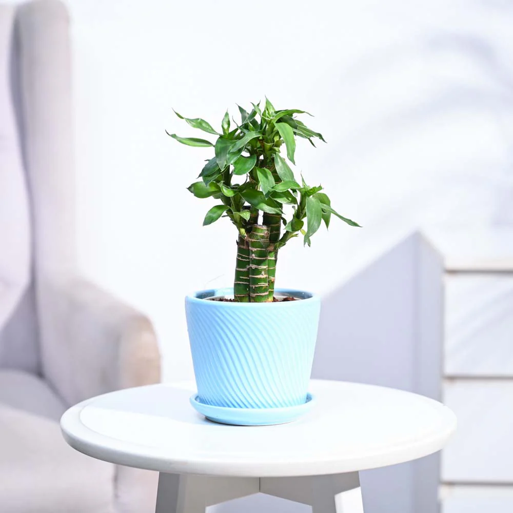 Product image 176