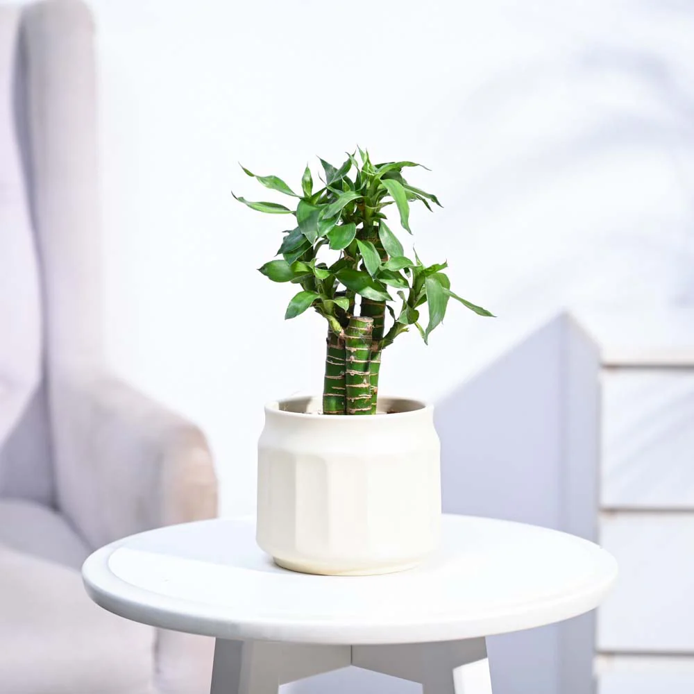 Product image 197