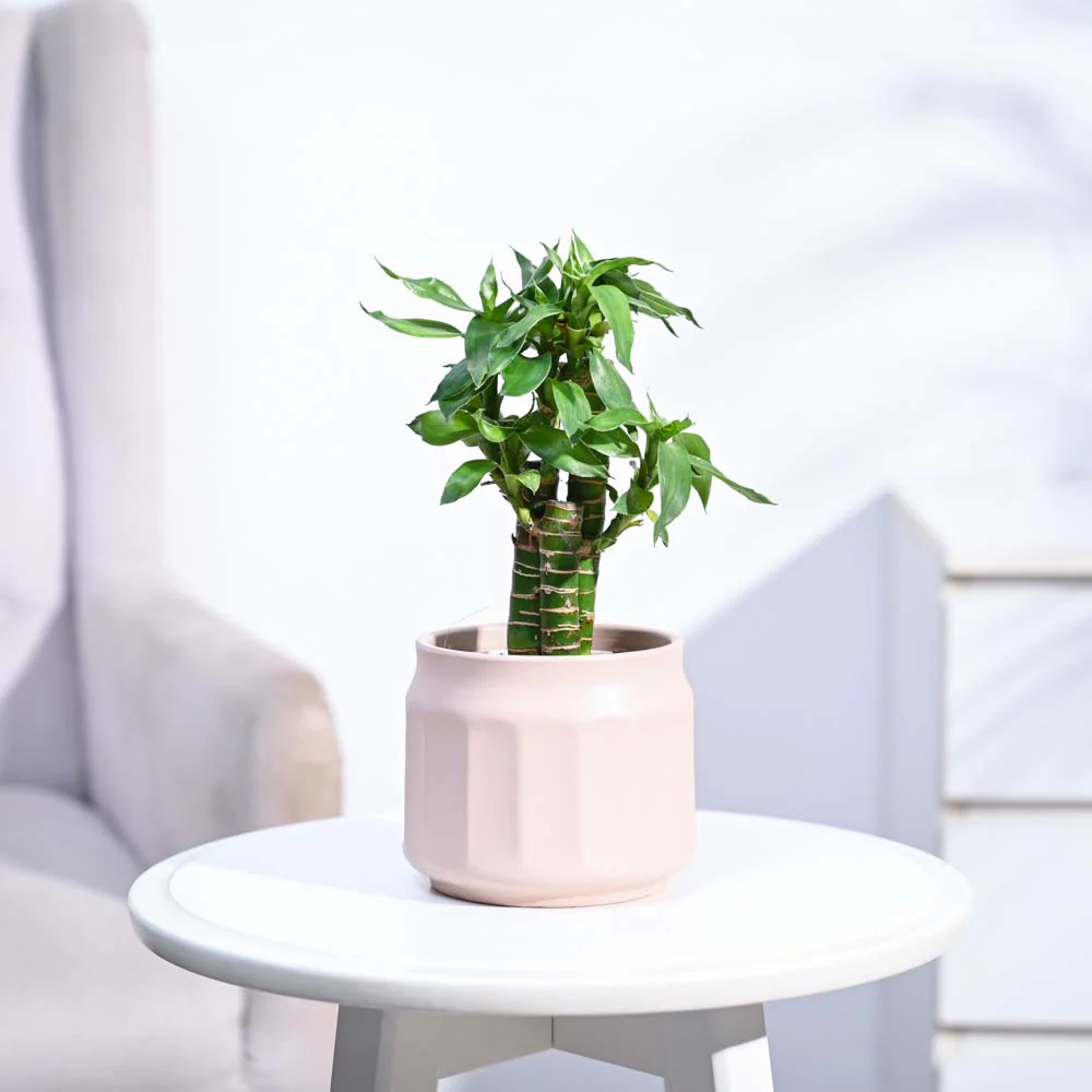 Product image 204
