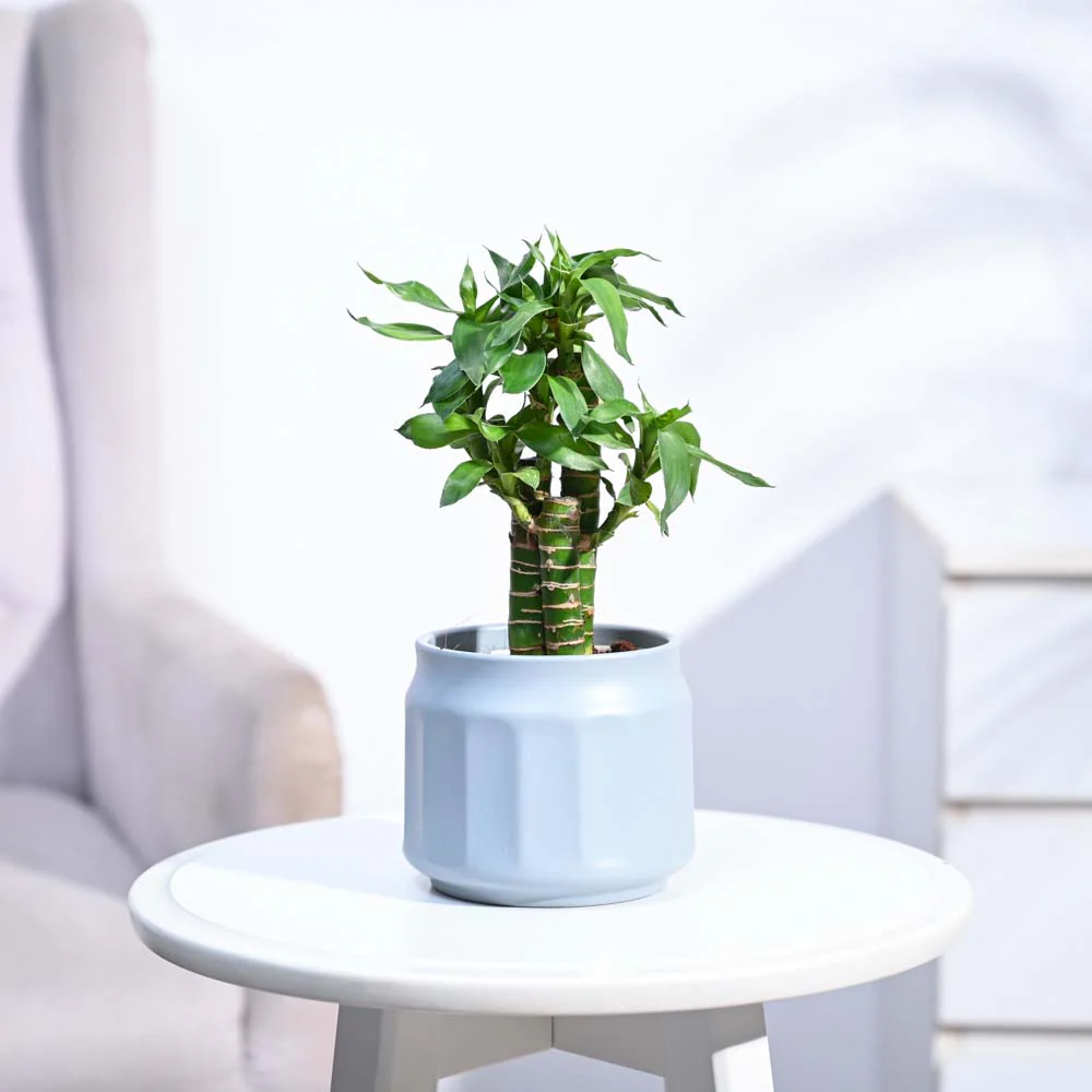 Product image 211
