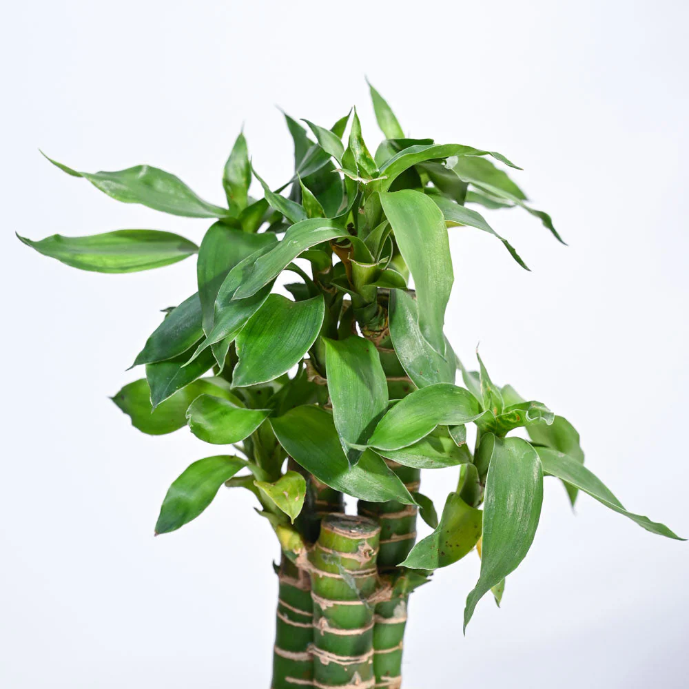 Product image 80