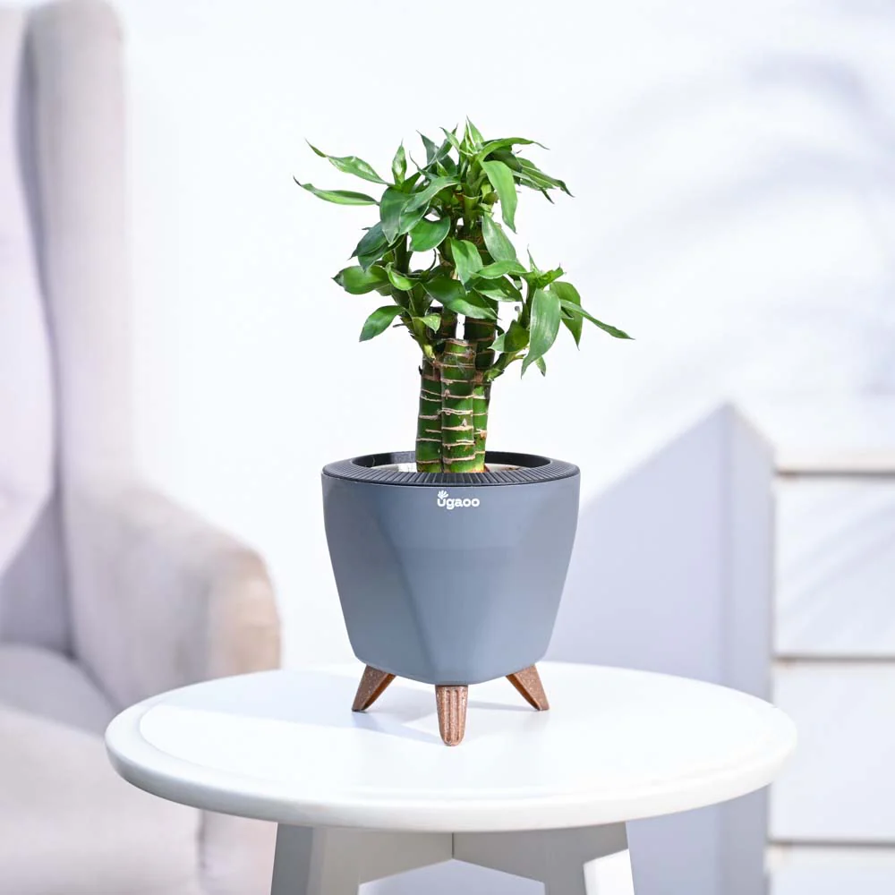 Product image 99