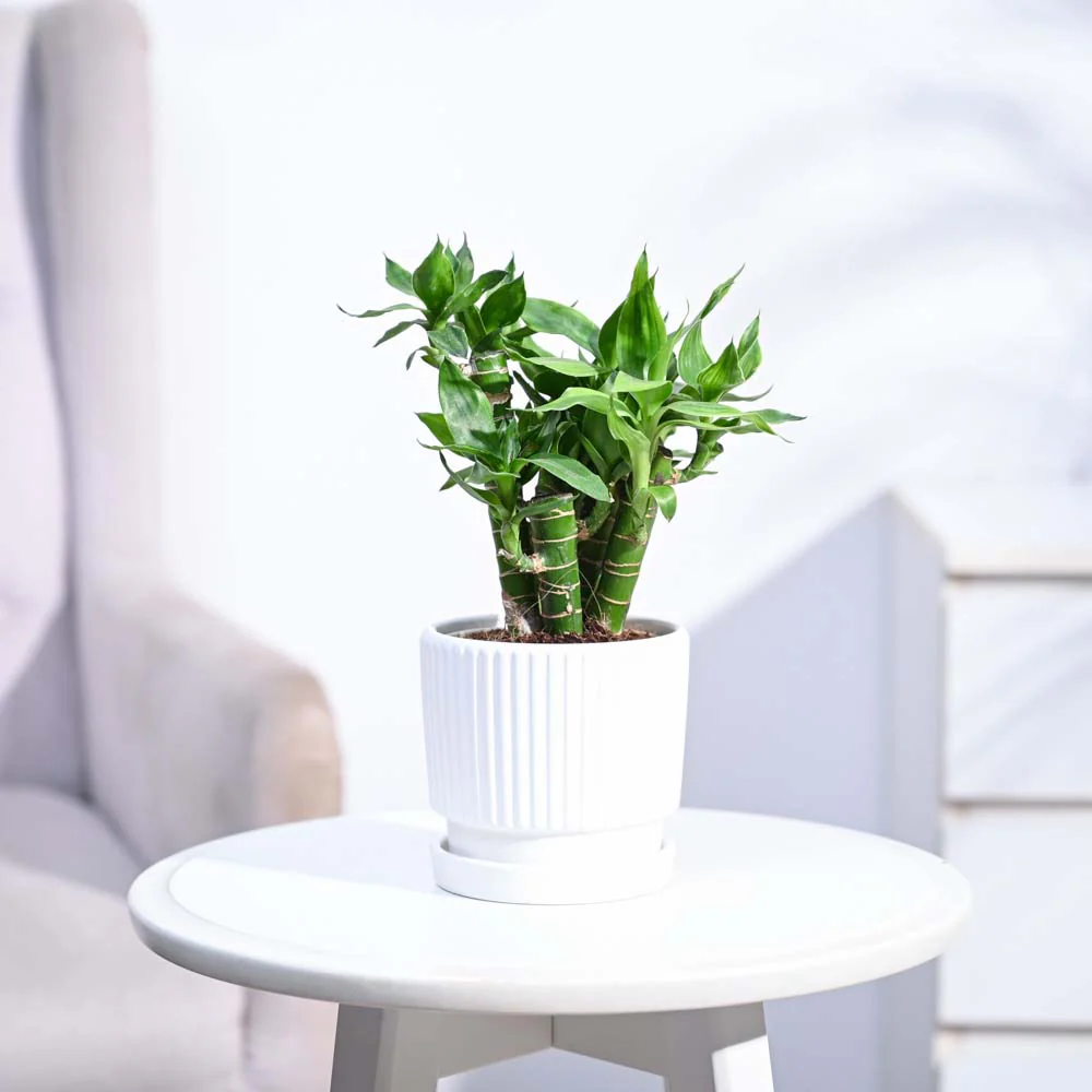 Product image 113
