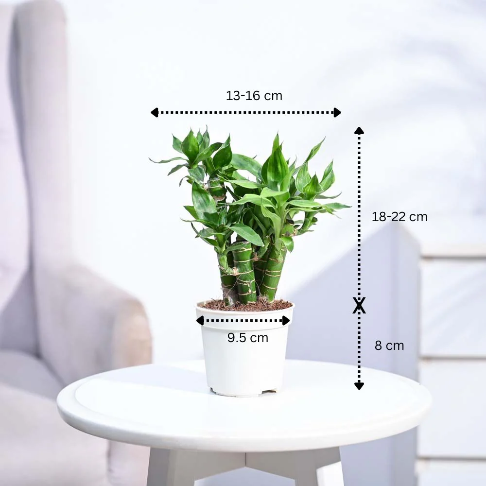 Product image 119