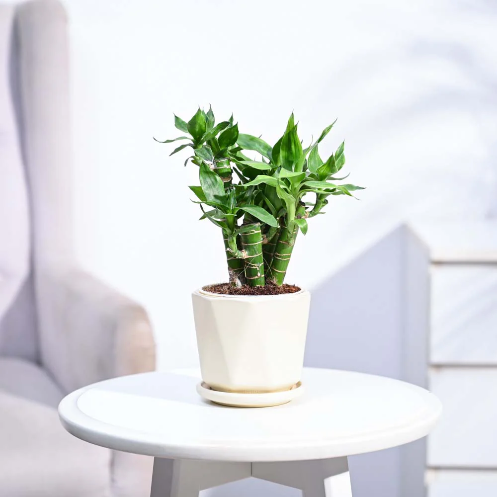 Product image 141
