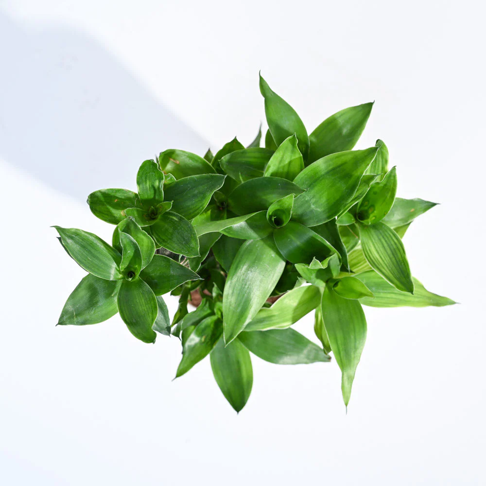 Product image 167